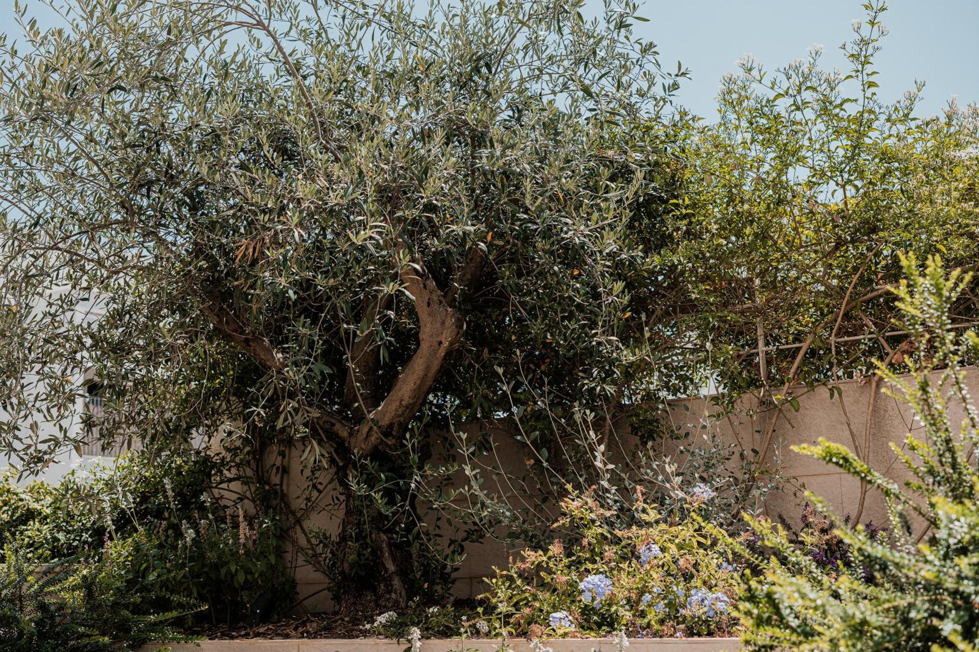 Olea Boutique Suites Polignano بولينيانو آ ماري المظهر الخارجي الصورة
